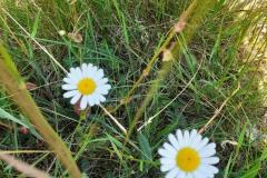 1_Tuin-van-Bram-3449