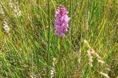 1_Tuin-van-Bram-3708