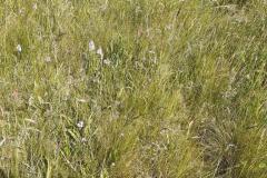 1_Tuin-van-Bram-3929